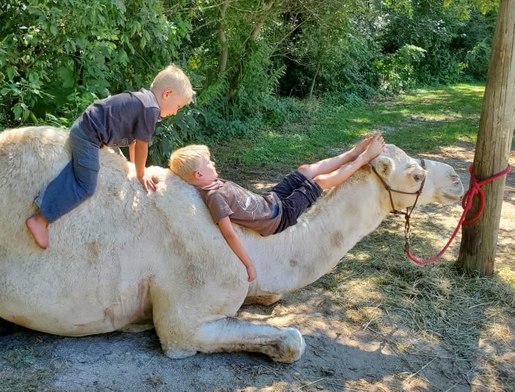 A camel at Ships of the Prairie in Bradford