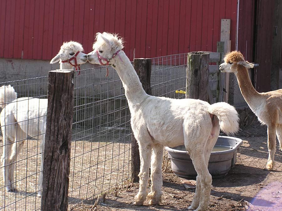 Tiskilwa Farms Alpacas